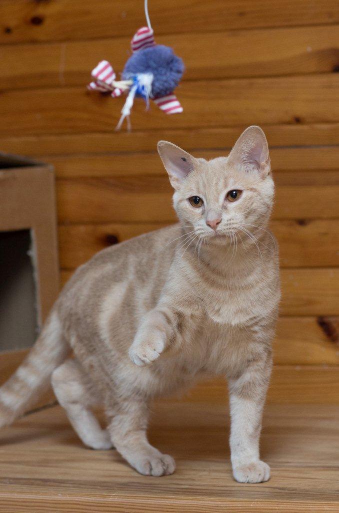 KIMO - M - Né le 10/04/2015 - Adopté en novembre 2015