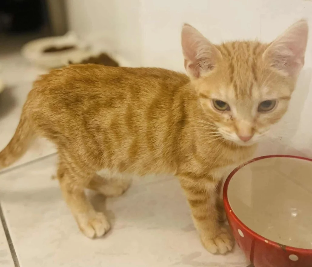 ASCOT - M -Né le 01/05/2025