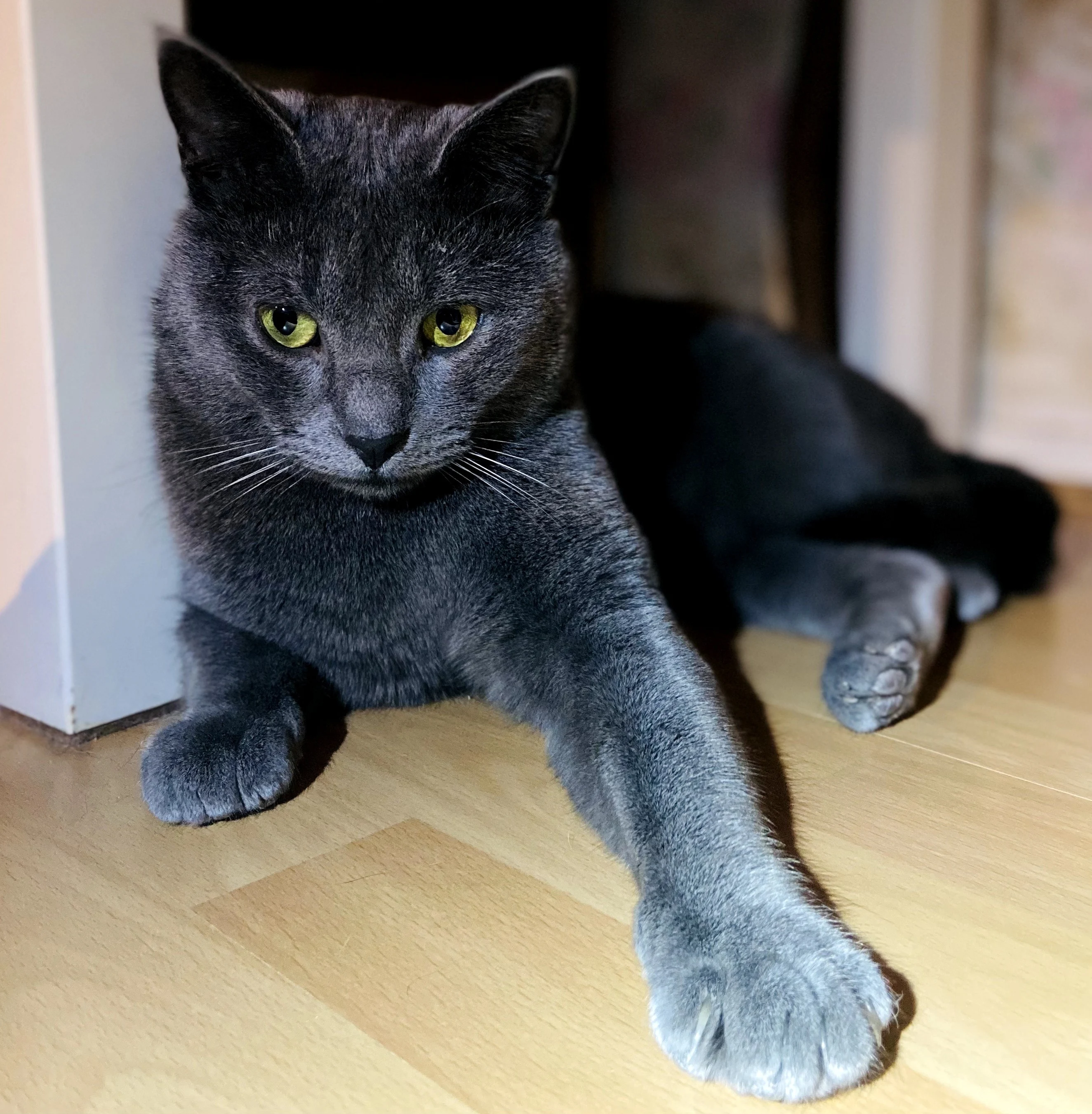 ATTICUS - M - Né le 01/10/2023 - Adopté en 05/2026