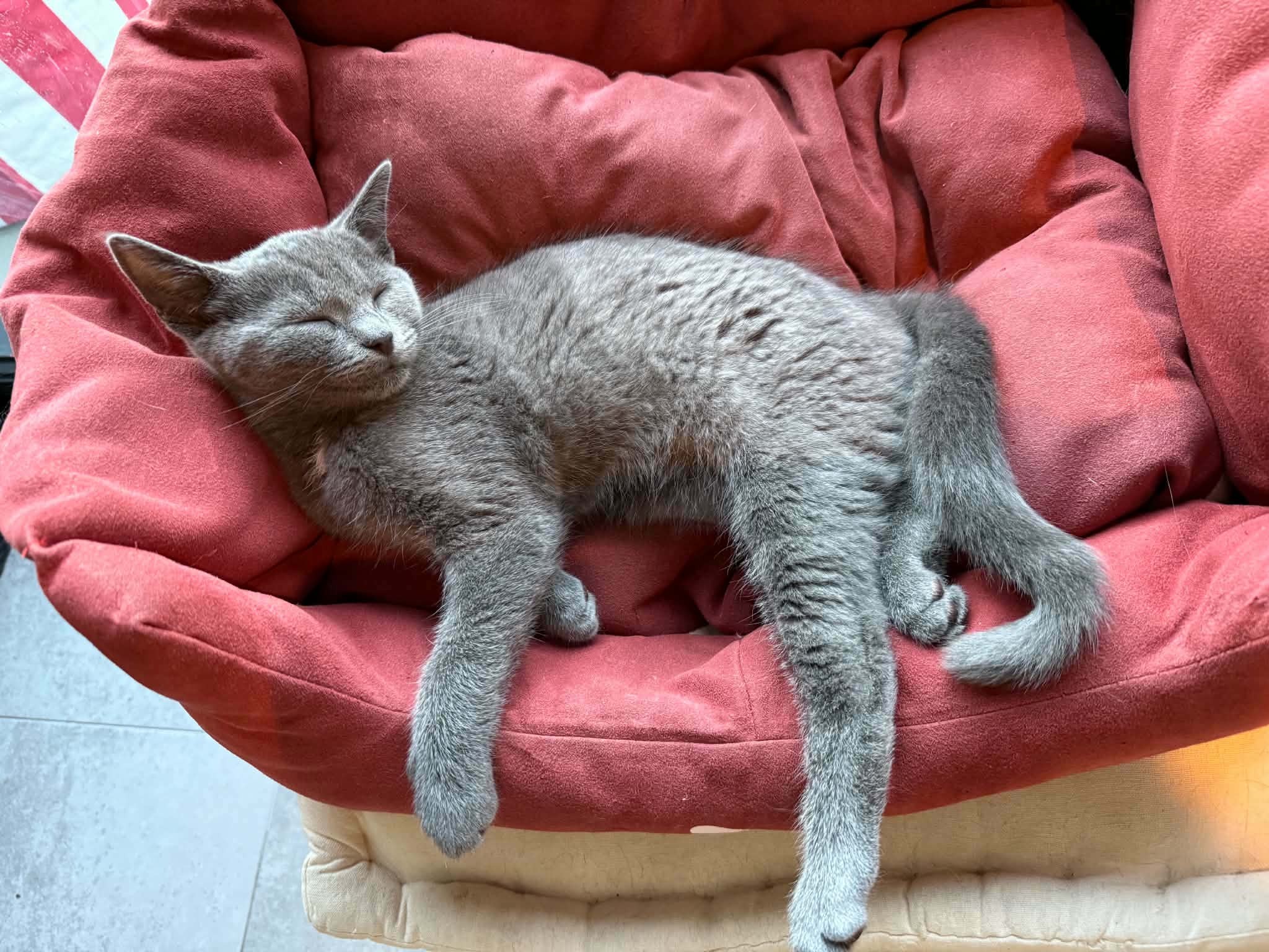 BERLIOZ - M - Né le 15/04/2026 - Adopté en 09/2026