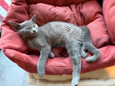 BERLIOZ - M - Né le 15/04/2026 - Adopté en 09/2026