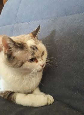 ♥ BICHON - F - Née le 01/06/2005 ♥ - Adoptée en Septembre 2020