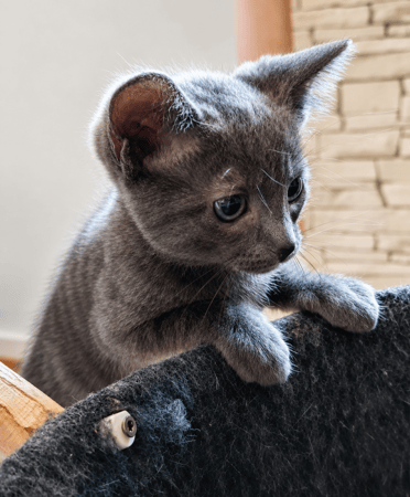 BLUE - F - Née le 05/04/2026 - Adoptée en 07/2026