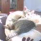 Chaton 7