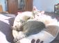 Chaton 7