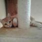 chaton chez sabine