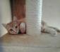 chaton chez sabine