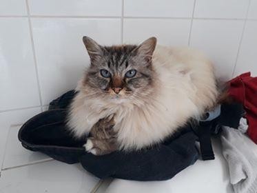 GALADRIEL DE LA TOUR - F - Née le 29/05/2011 - Adoptée en janvier 2021