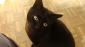 GAMIN - M - Né le 15/05/2008 - Adopté en Novembre 2017