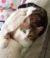 GIBBS - M - Né le 01/03/2014 - Adopté en Decembre 2015