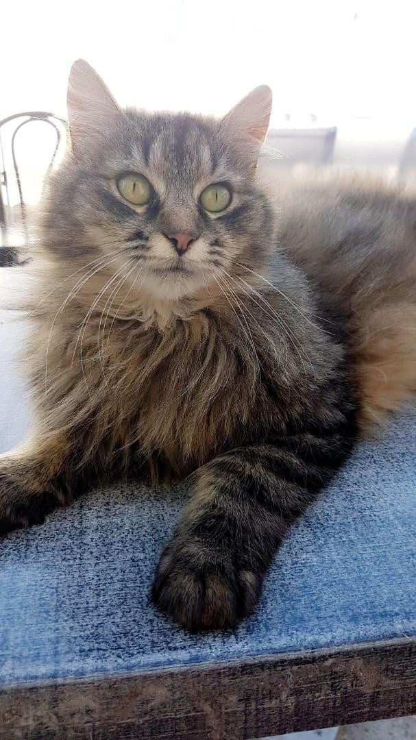 GRIBOUILLE - F - Née le 10/05/2015 - Adoptée en février 2021