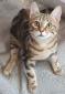 HERNIE - M - Né le 16/09/2022 - en FA Depuis 02/2023 - Decedé en 02/2024