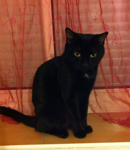 JAVA - F - Née en 06/2011 - Adoptée en mars 2021