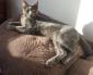 KACHOU - F - Née le 05/06/2015 - Adoptée en décembre 2015