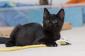 KALINE  - F  - Née le 10/05/2015 - Adoptée en septembre 2015