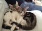 KAMBRIDGE/KINGSTON - M/F - Nés le 15/07/2015 - Adoptés en nov. 2015
