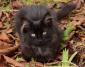 KAPPA - F - Née le 09/08/2015 - Adoptée en Novembre 2015