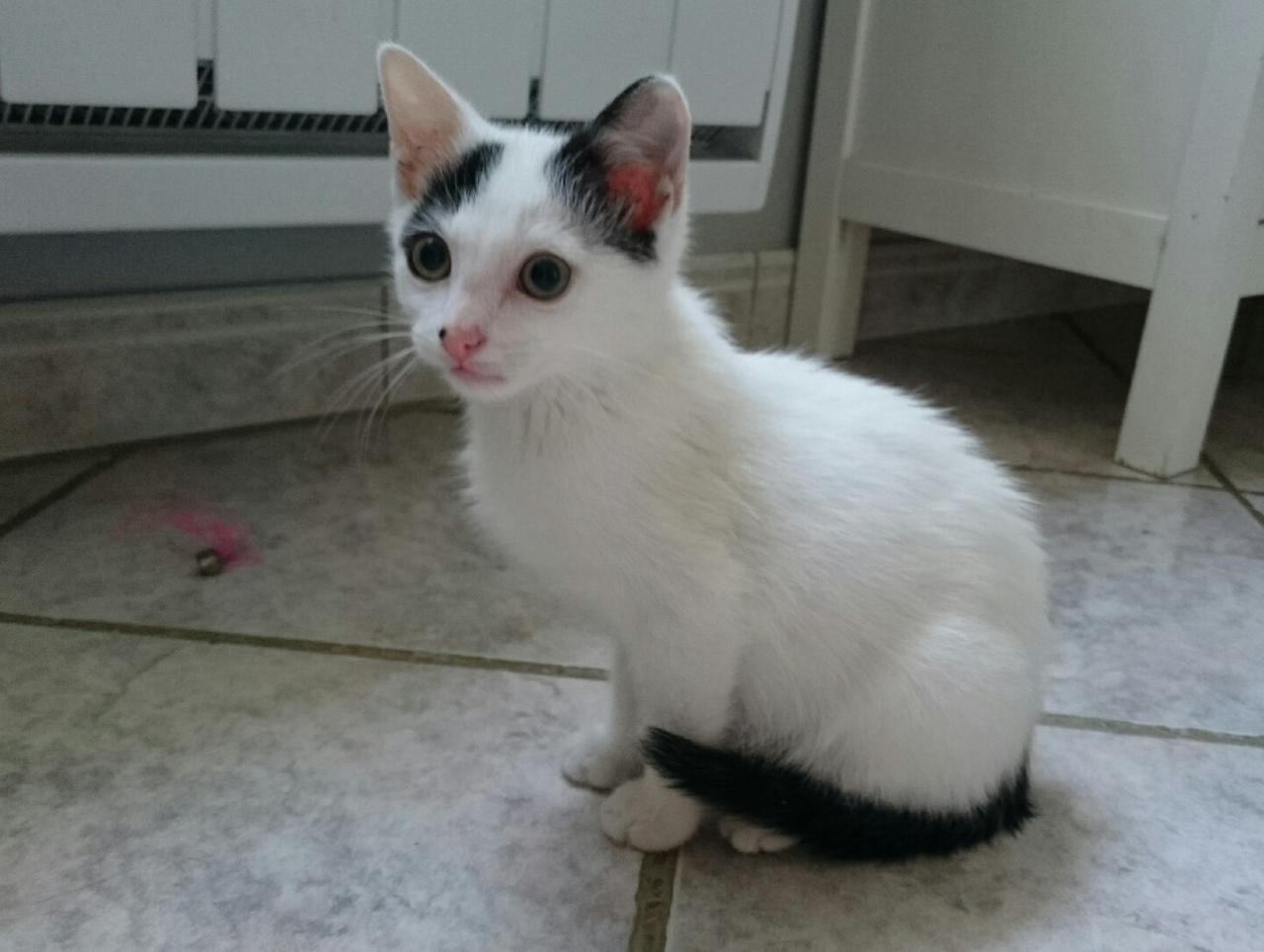 KASIMIR - M - Né le 05/05/2015 - Adopté en octobre 2015
