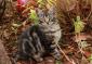 KICKERS - F - Née le 09/08/2015 - Adoptée en novembre 2015