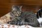 KING - M - Né le 20/05/2015 - Adopté en décembre 2016