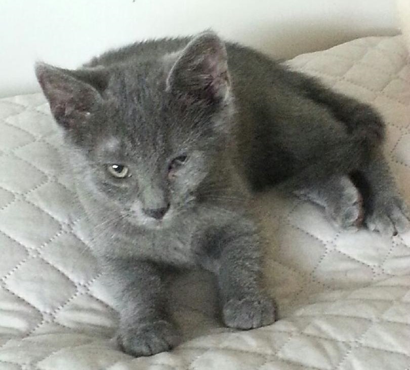 KINOA - M - Né le 01/04/2015 - Adopté en juillet 2015