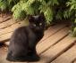 KOOKAI - F - Née le 09/08/2015 - Adoptée en décembre 2015
