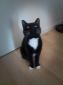 KYOTO - F - Née le 01/08/2013 - Adoptée en décembre 2015