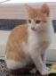 LADY - F - Née le 01/08/2015 - Adoptée en novembre 2015