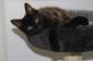 LALY - F - Née le 23/03/2015 - Adoptée en décembre 2015