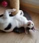 LAYA - F - Née le 10/04/2015 - Adoptée en décembre 2015