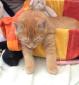LAZY - M - Né le 01/08/2015 - Adopté en octobre 2015