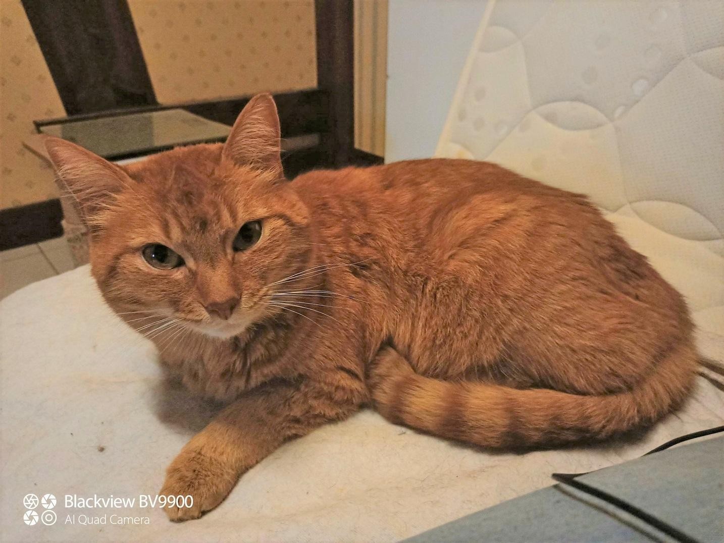 LAZY - M - Né le 01/08/2015 - Adopté en janvier 2021