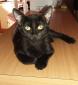 LEA - F - Née le 10/04/2015 - Adoptée en octobre 2015