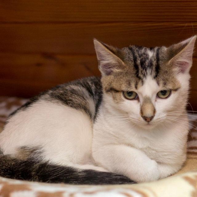 LEONARD - M - Né le 01/06/2015 - Adopté en Juillet 2020