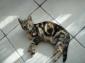 LIO - F - Née le 01/07/2015 - Adoptée en octobre 2015