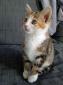 LOLA - F - Née le 05/08/2015 - Adoptée en octobre 2015
