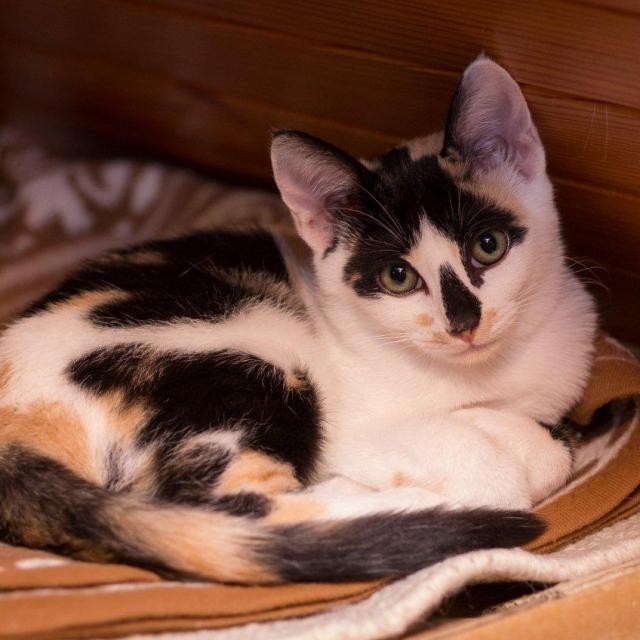 LOLLIPOP - Née le 01/06/2015 - Adopté en avril 2020