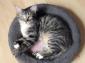 LOUPIE - F - Née le 12/05/2015 - Adoptée en septembre 2015