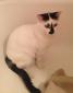 MALABAR - M - Né le 08/08/2015 - Adopté en novembre 2016