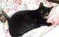 MAONA - F- Née le 08/04/2016 - Adoptée en Décembre 2017