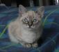 MASHA - F - Née le 25/07/2016 - Adoptée en Novembre 2016
