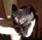 MEGH - M - Né le 01/09/2016 - Adopté en novembre 2016