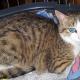 MELBA - F - Née le 01/10/2015 - Adoptée en Novembre 2018