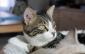 MENTALO - F - Née le 20/04/2016 - Adoptée en novembre 2016