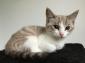 METRO - F - Née le 23/07/2016 - Adoptée en novembre 2016