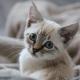 MICHKA - F - Née le 23/07/2016 - Adoptée en Décembre 2016