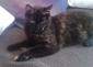 MIMOSA - F - Née le 01/04/2015 - Adoptée en Novembre 2016