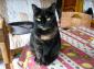 MISS - F - Née en janvier 2013 - Adoptée en décembre 2016