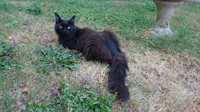 MITSY - F - Née le 01/10/2014 - Adoptée en janvier 2021