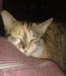 MIYAKO - F - Née le 15/09/2015 - Adoptée en novembre 2016